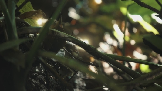 Fairies Dancing In The Woods 21