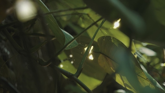 Fairies Dancing In The Woods 22