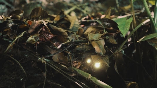 Fairies Dancing In The Woods 23