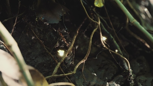 Fairies Dancing In The Woods 24