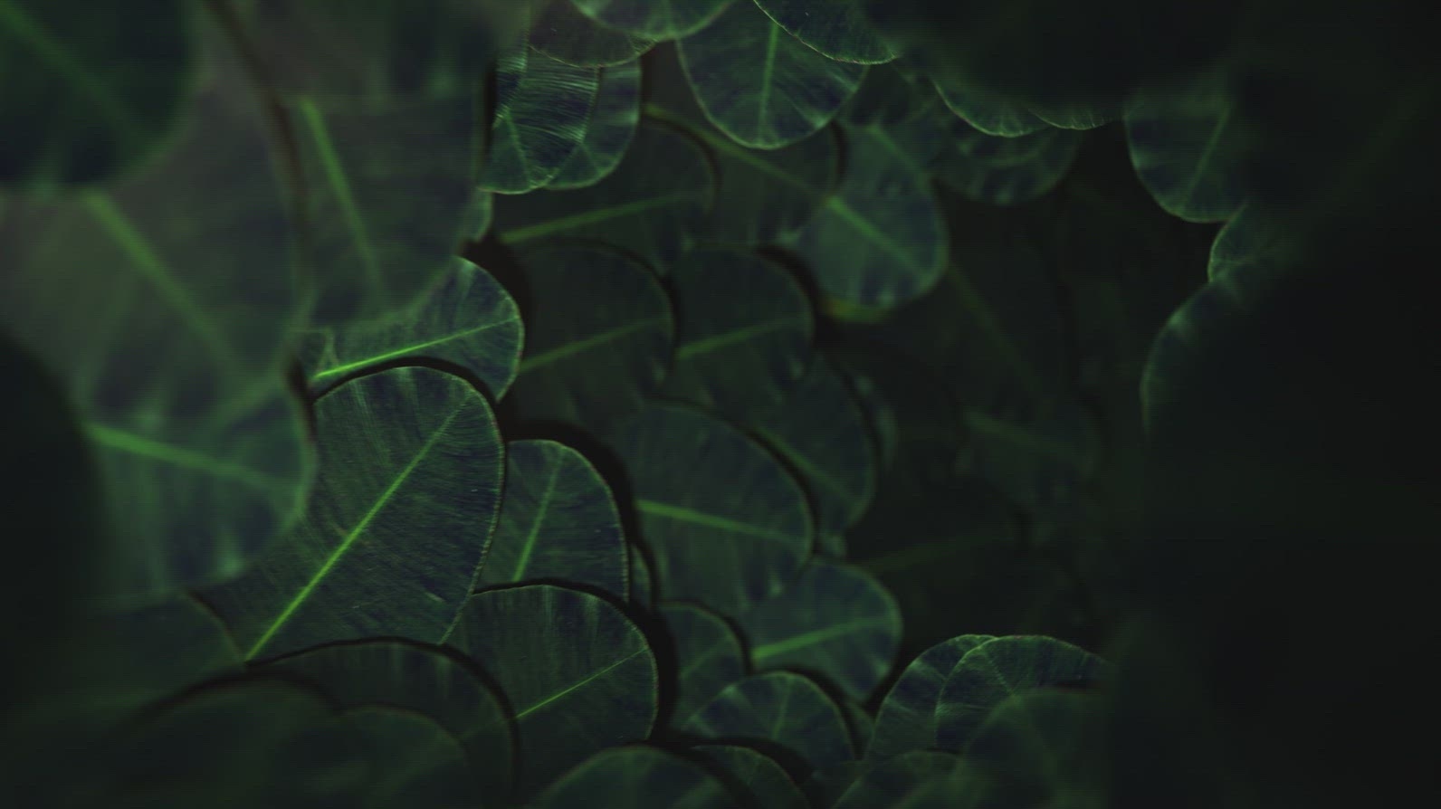 Nature Tunnel Background Loop 1