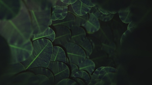 Nature Tunnel Background Loop 1