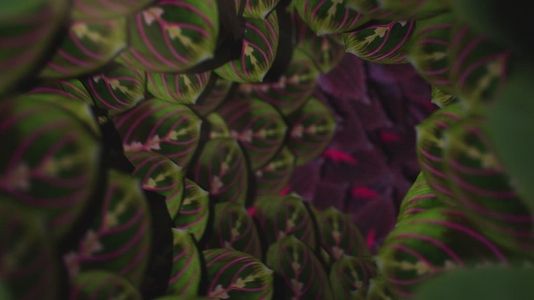 Nature Tunnel Background Loop 2