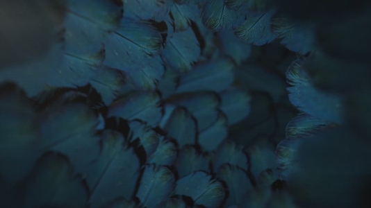 Nature Tunnel Background Loop 3