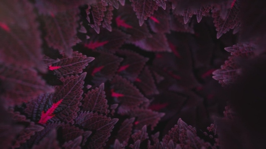 Nature Tunnel Background Loop 5