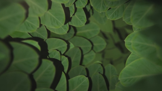 Nature Tunnel Background Loop 8