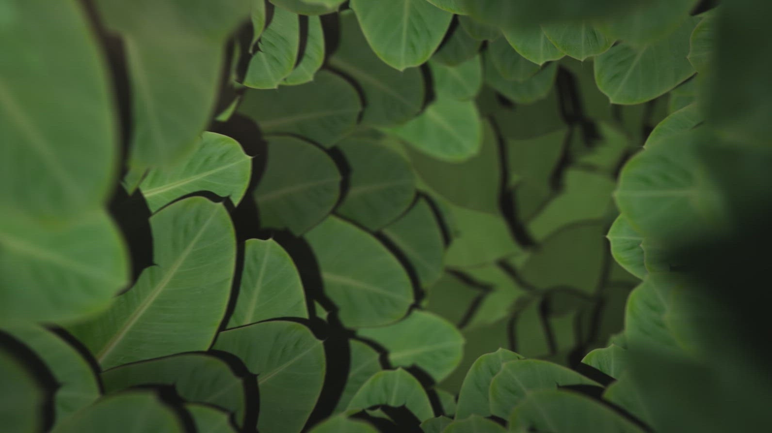 Nature Tunnel Background Loop 9