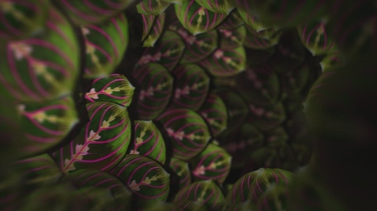 Nature Tunnel Background Loop 11