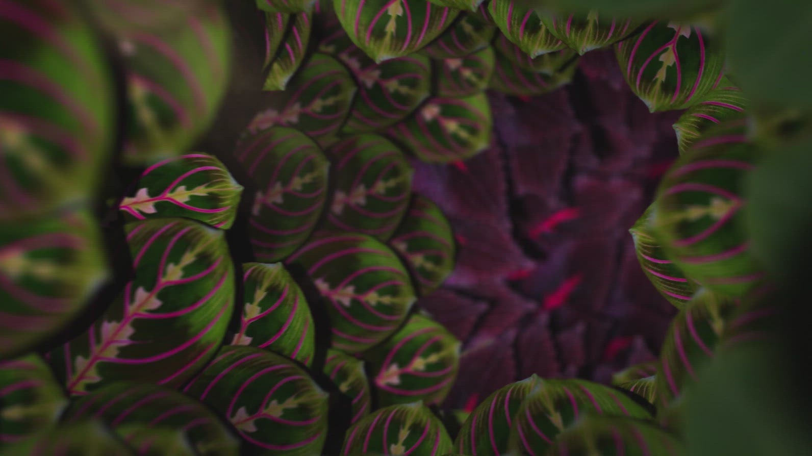 Nature Tunnel Background Loop 15