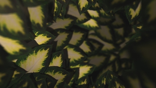 Nature Tunnel Background Loop 17