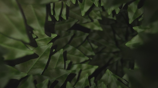 Nature Tunnel Background Loop 19