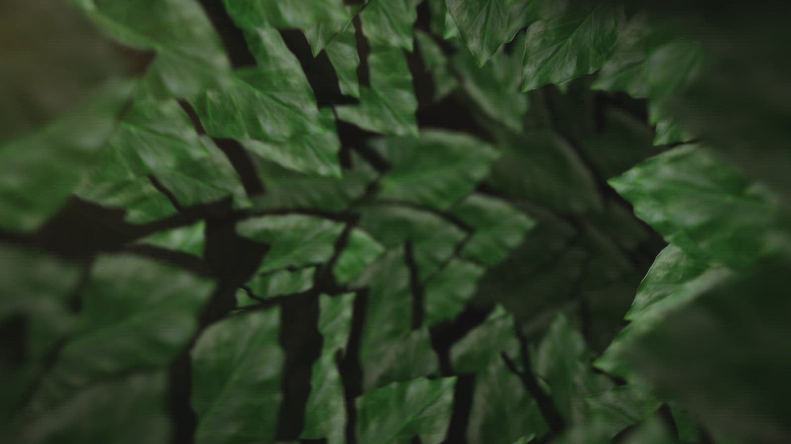 Nature Tunnel Background Loop 16