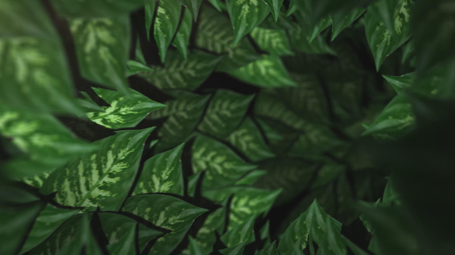 Nature Tunnel Background Loop 20