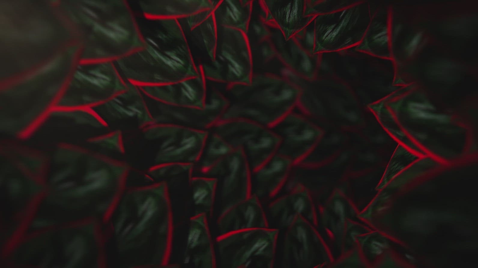 Nature Tunnel Background Loop 21