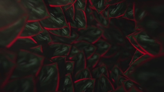 Nature Tunnel Background Loop 21