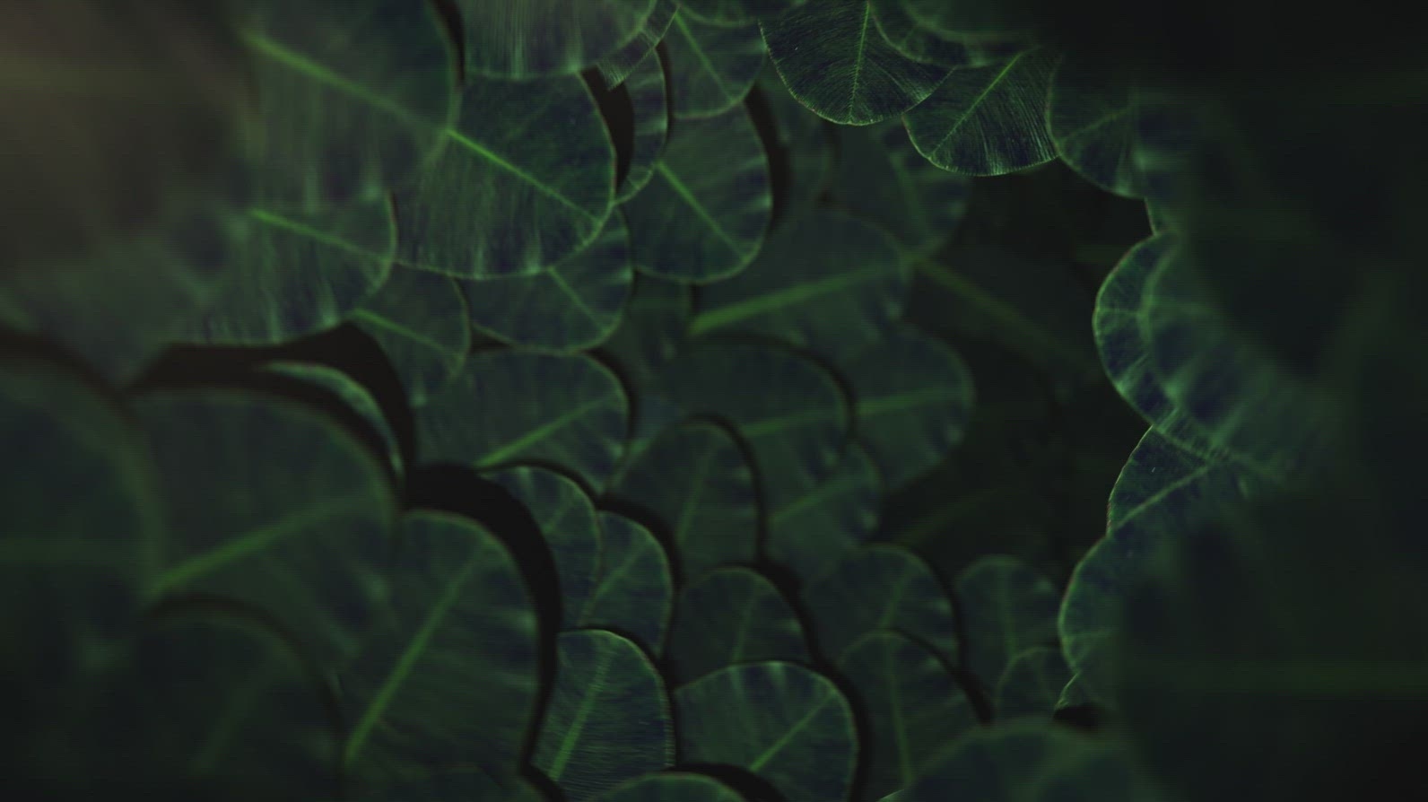 Nature Tunnel Background Loop 22