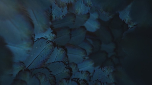 Nature Tunnel Background Loop 23