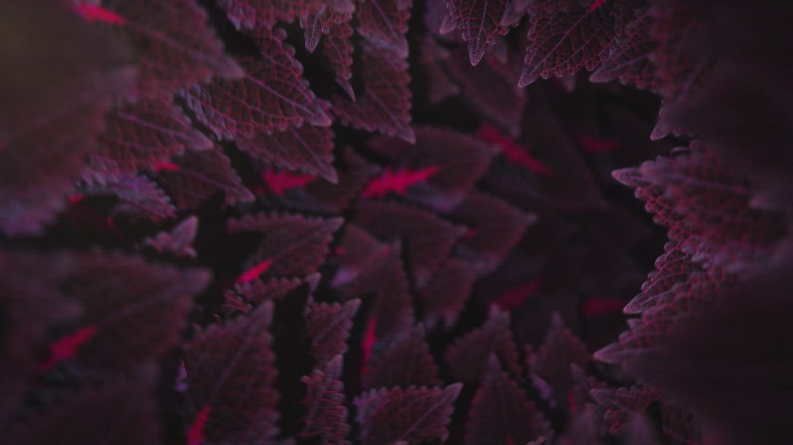 Nature Tunnel Background Loop 24