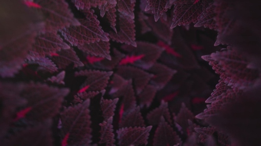 Nature Tunnel Background Loop 24