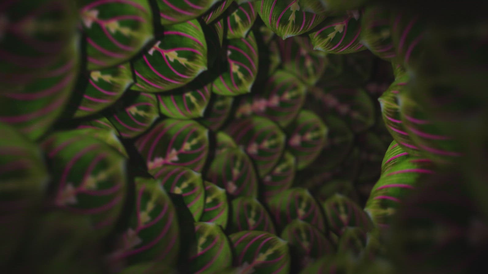 Nature Tunnel Background Loop 25