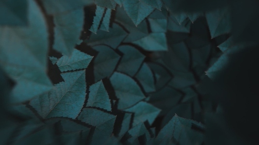 Nature Tunnel Background Loop 26