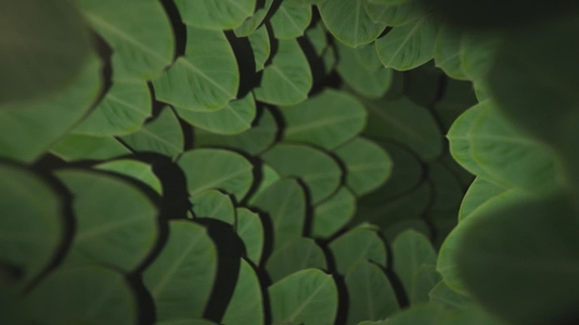 Nature Tunnel Background Loop 29