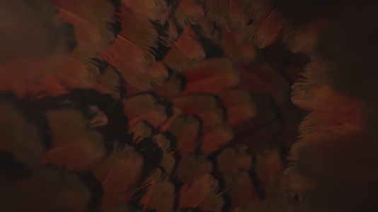 Nature Tunnel Background Loop 30