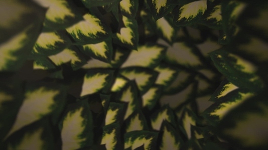 Nature Tunnel Background Loop 31