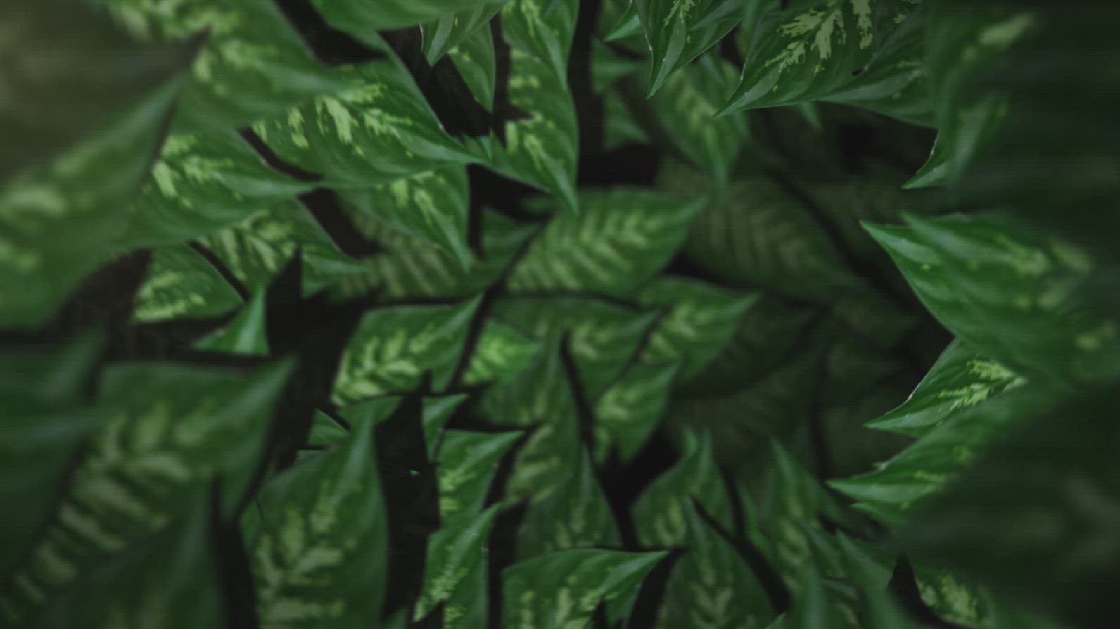 Nature Tunnel Background Loop 37