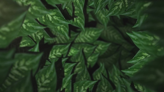 Nature Tunnel Background Loop 37