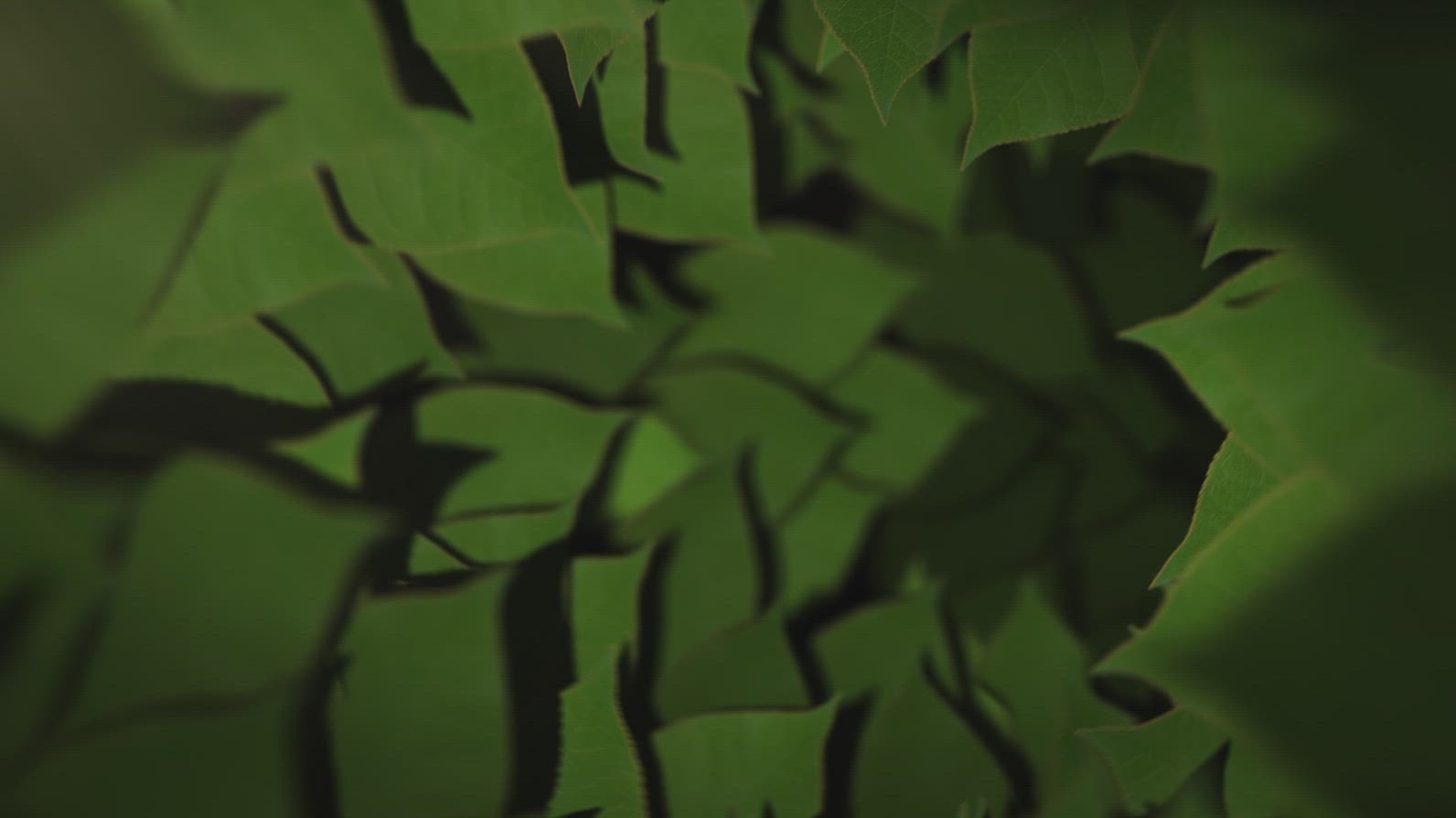 Nature Tunnel Background Loop 38