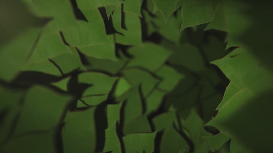 Nature Tunnel Background Loop 38