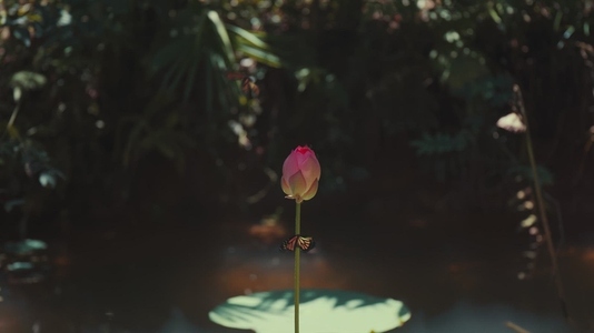 Pink Lotus Flower Bud with Monarch Butterflies Flying in Pond