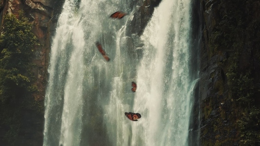Monarch Butterflies Flying in Front of Waterfall