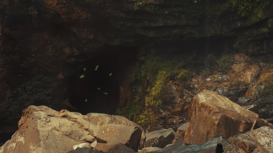 Butterflies Flying Over Rocks at Jungle Cave in Rainforest
