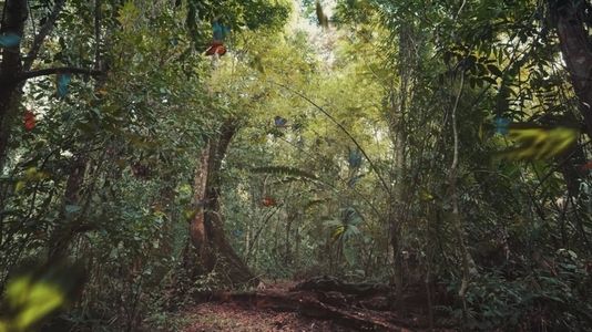 Swarm of Butterflies Flying in Tropical Jungle