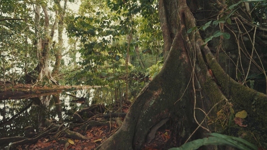 Blue Morpho Butterflies Flying in Tropical Jungle