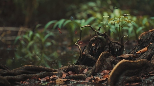Butterflies Flying Over Pond in Tropical Rainforest