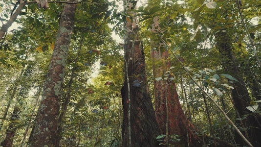 Swarm of Butterflies Flying in Lush Rainforest