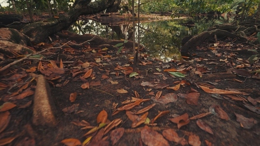 Butterflies Flying in Rainforest