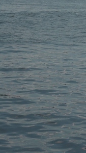 Calm water surface with gentle ripples and reflections