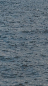 Calm ocean water surface with gentle waves  reflecting light