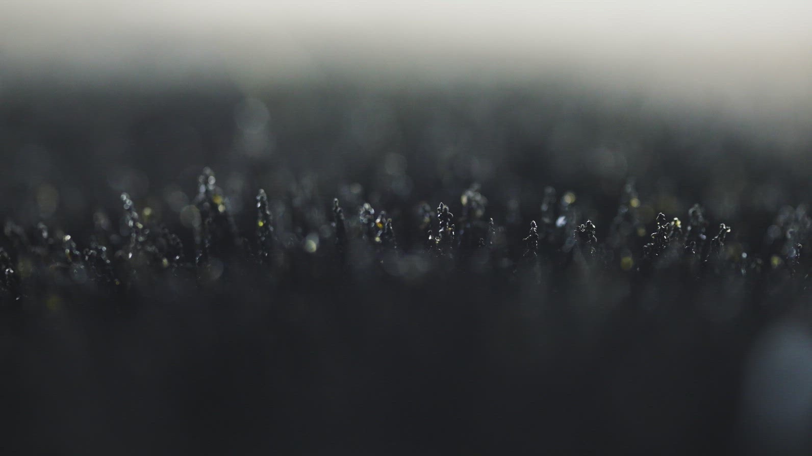 Volcanic Sand Macro Reacting To Invisible Magnetic Fields