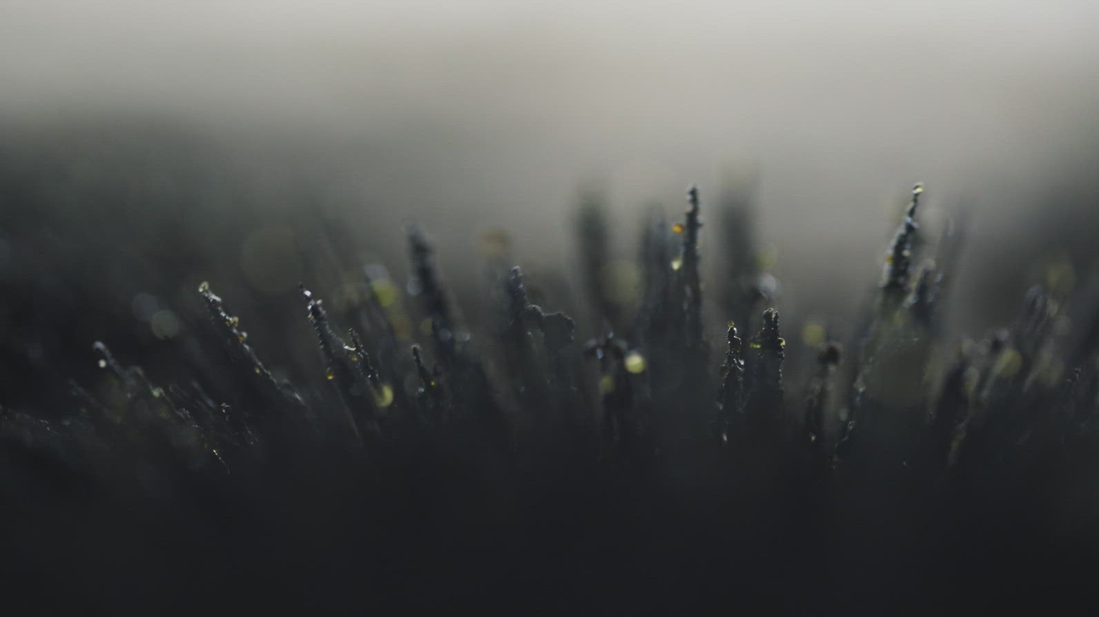 Magnetic Volcanic Sand Particles Moving In Slow Motion Macro