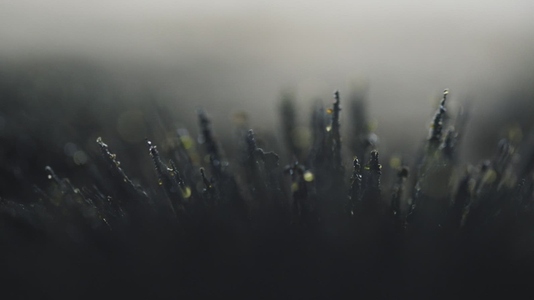 Magnetic Volcanic Sand Particles Moving In Slow Motion Macro
