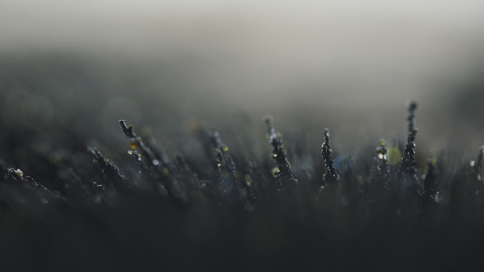 Volcanic Rocky Sand Macro Shot Forming Magnetic Spikes