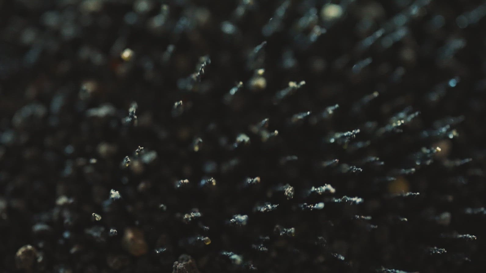 Black Volcanic Sand Macro Forming Abstract Magnetic Waves
