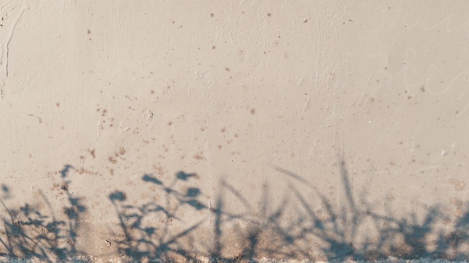 Textured wall background with shadows of grass and plants cast
