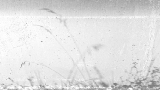 A monochrome image featuring delicate shadows of grass backgroun