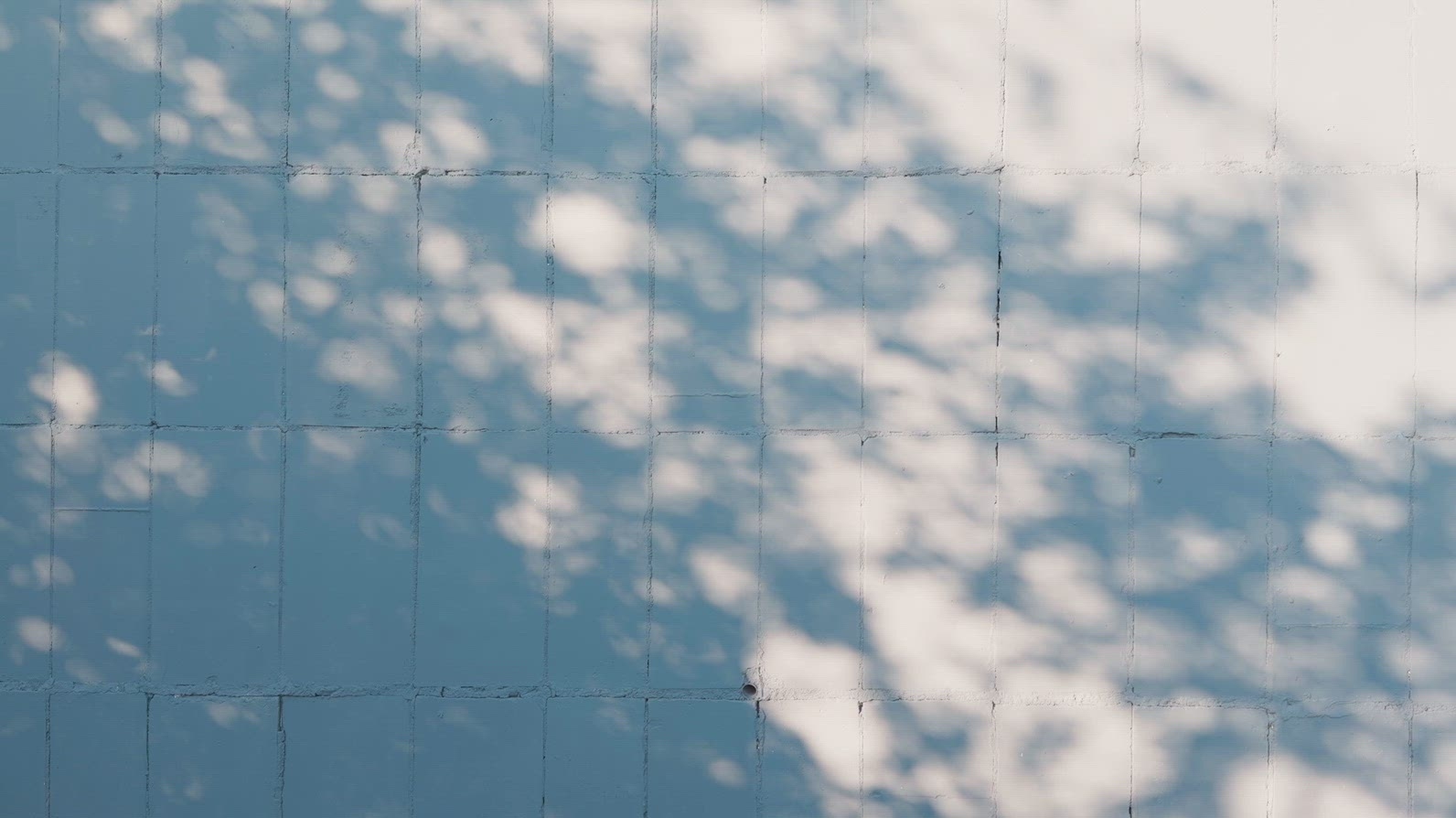 A textured wall background with soft shadows cast by foliage